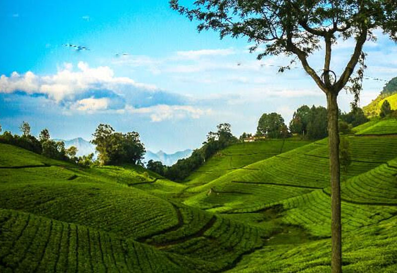 Ooty - Masanagudi 3 Days 4 Nights